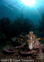 imagine...a soft coral bouquette on the dinner table...ju... by Teguh Tirtaputra 